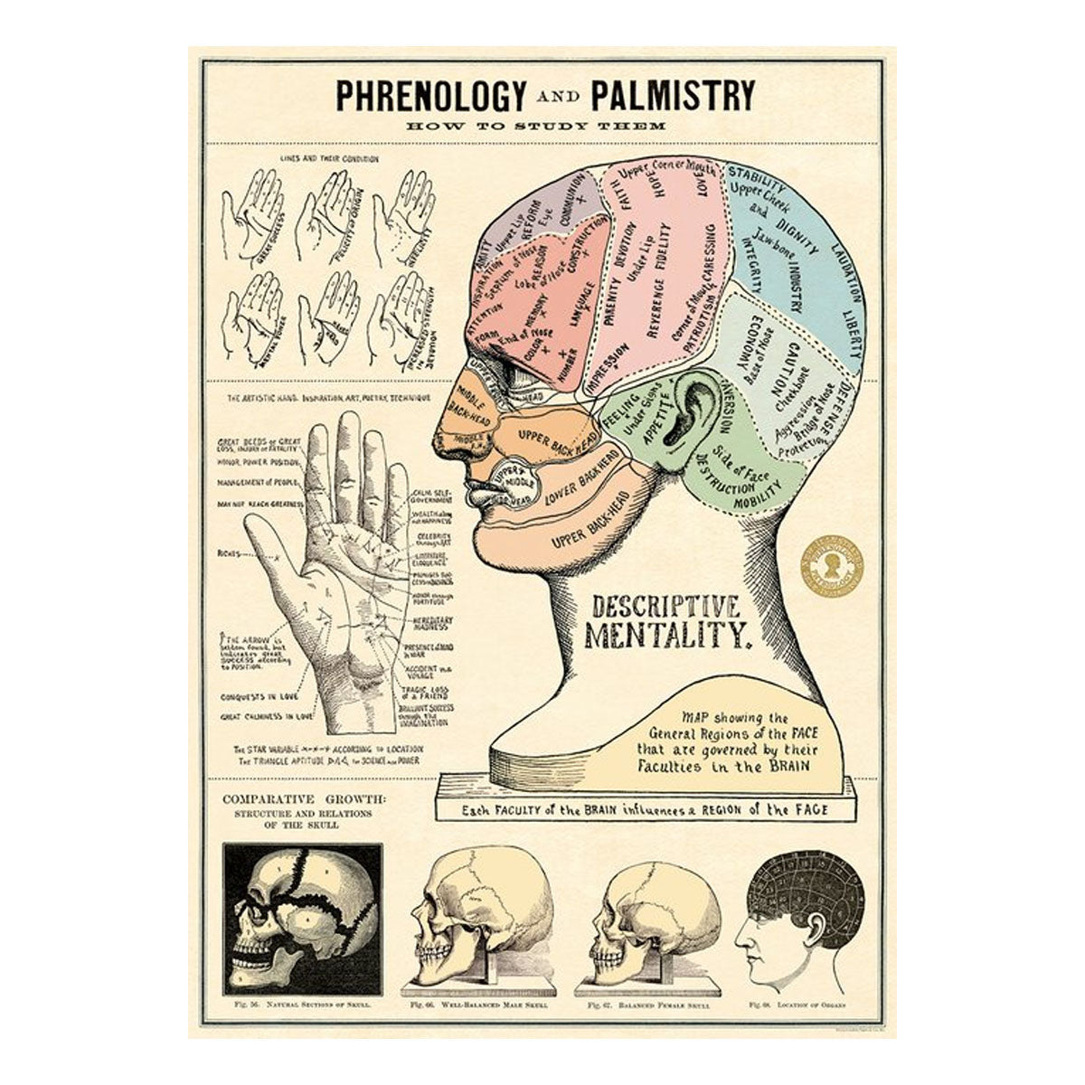 Póster decorativo en papel italiano  Phrenology & Palmistry